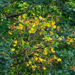 07. Change of season