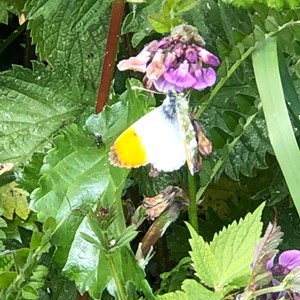 Orange tip butterfly - Ann Ricou
