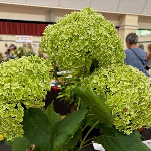Mannings Heath & District Horticultural Society Photo Gallery