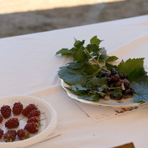 HBT Horticultural Society Photographs 2026