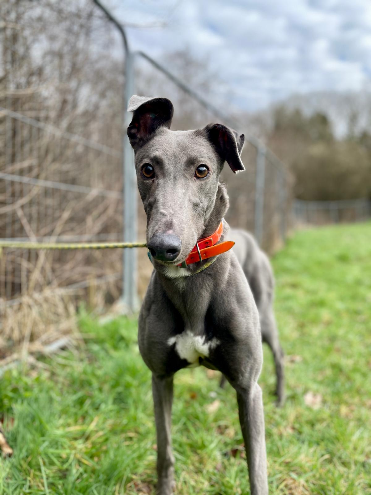 Greyhound Trust Shropshire & Borders Holly