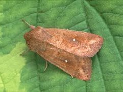 Sambourne Parish Council Wildlife sightings in Sambourne Parish