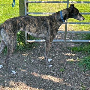 Greyhound Trust Shropshire & Borders Lucy