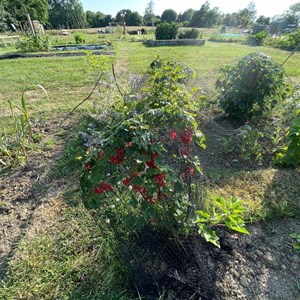Benenden Parish Council Allotment Association
