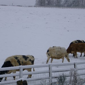 2008 snow.  The Hanger