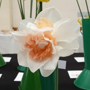 Mannings Heath & District Horticultural Society Photo Gallery