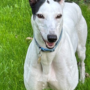 Pearl - currently under assessment