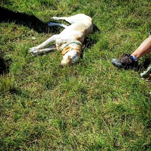 It’s a dog’s life!