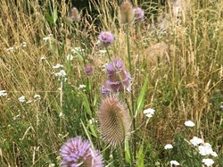 Sustainable Bourne Valley Lush Meadow
