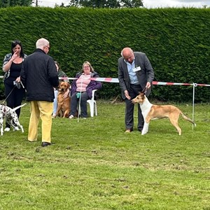 Whixall Social Centre Whixall Companion Dog Show 2024