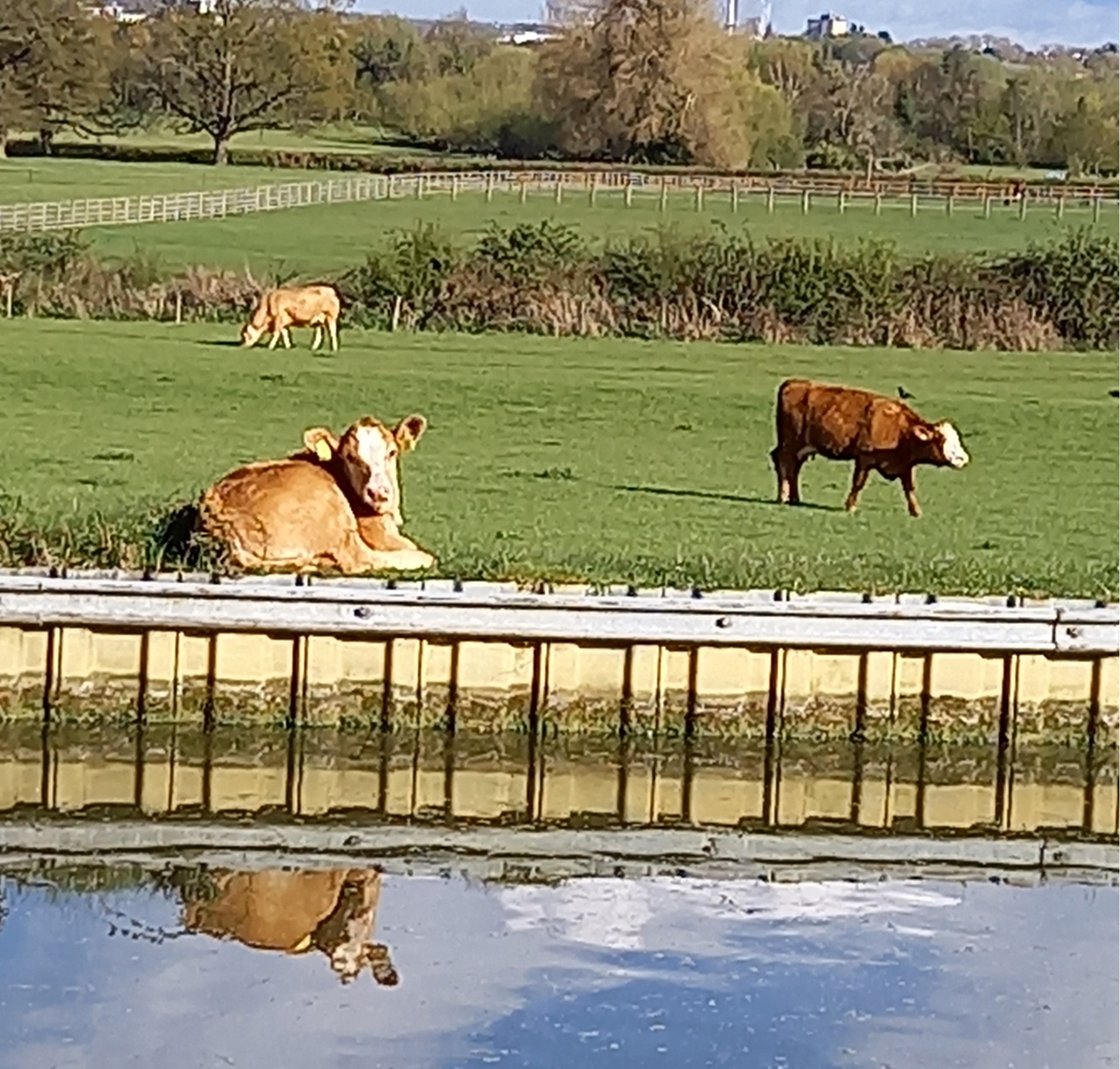 A calf resting on the canal bank