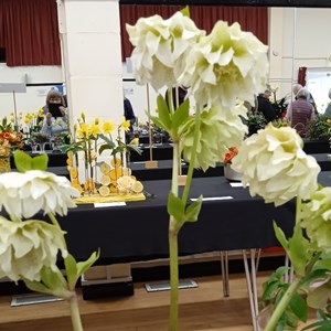 Mannings Heath & District Horticultural Society Photo Gallery