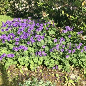 Moston Parish Council Moston in Bloom