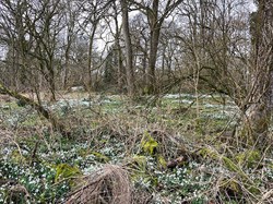 Snowdrops in the woods. ©RW
