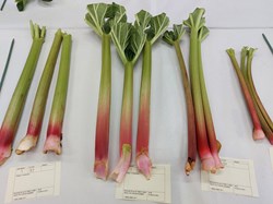 Bucklebury and Marlston Horticultural Society Summer Show Report and Awards 2025