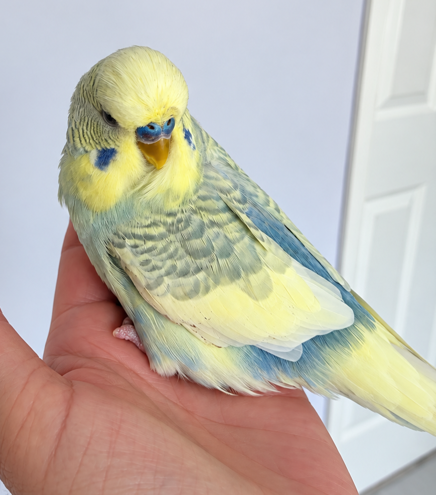 Joey — Budgie | Available for Adoption