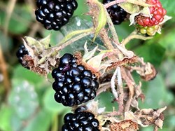 Shadforth Parish Council Sherburn Hill Allotments