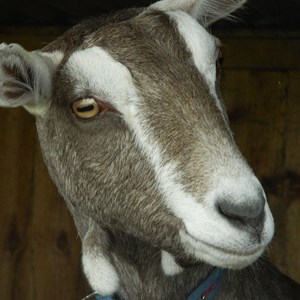 Gweenie - British Toggenburg Goat