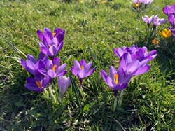 Purple crocus