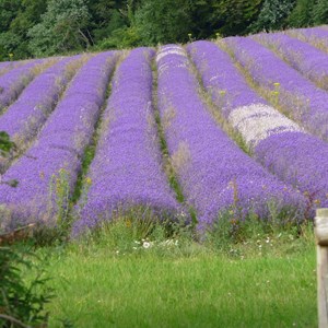 Lavender field Malsanger Farm
