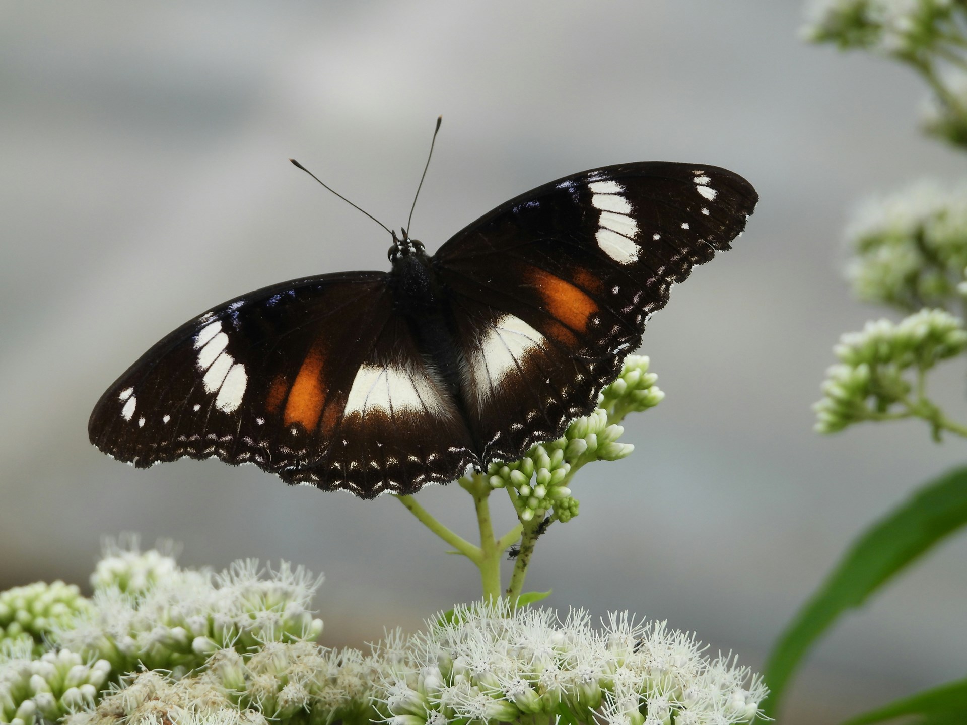 Cliffsend Parish Council Wildlife & Biodiversity