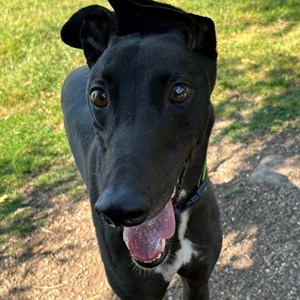 Angelo - visit his page for more information.