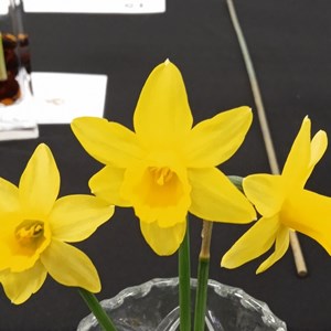 Mannings Heath & District Horticultural Society Photo Gallery
