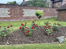 Farringdon Parish Council Hampshire War Memorial Rose Garden