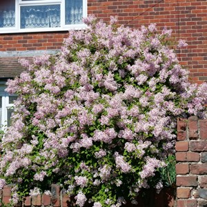 02. Lilac in Spring