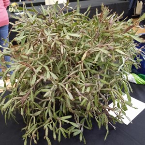 Mannings Heath & District Horticultural Society Photo Gallery