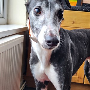 Zeb - visit his page for more infomation.