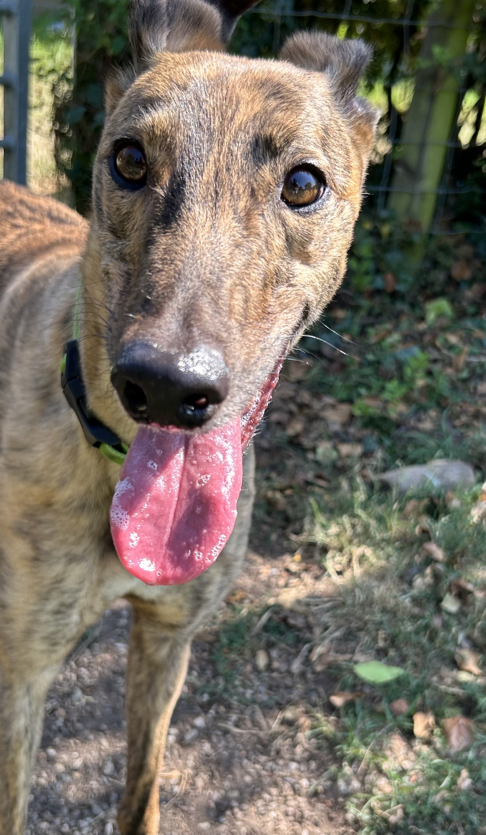 Greyhound Trust Shropshire & Borders Sapphire