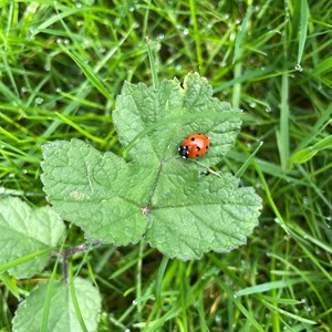 Asenby Parish Council The Community Park