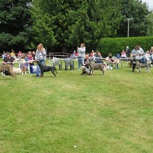 Whixall Social Centre Whixall Companion Dog Show 2022 Report