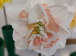 Bucklebury and Marlston Horticultural Society Spring Show Report 2026