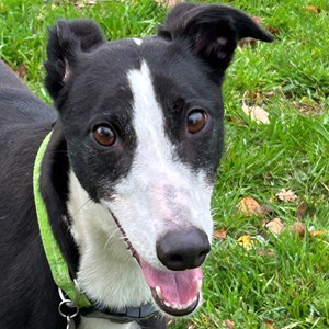 Greyhound Trust Shropshire & Borders Emma