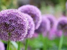 Droxford Village Community Summer Show 2025