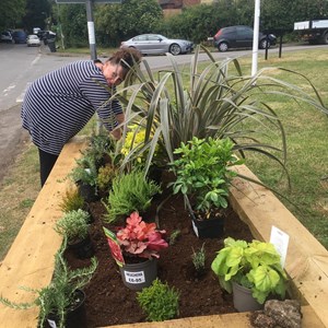 Planters at the crossroads - Cllr Sharron Comerford planting