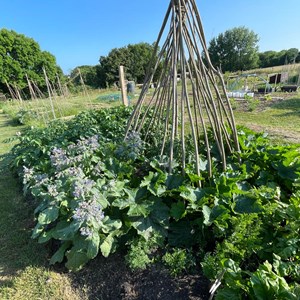 Benenden Parish Council Allotment Association