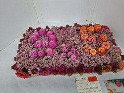 Bucklebury and Marlston Horticultural Society Autumn Show Report 2026