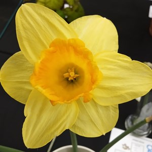 Mannings Heath & District Horticultural Society Photo Gallery