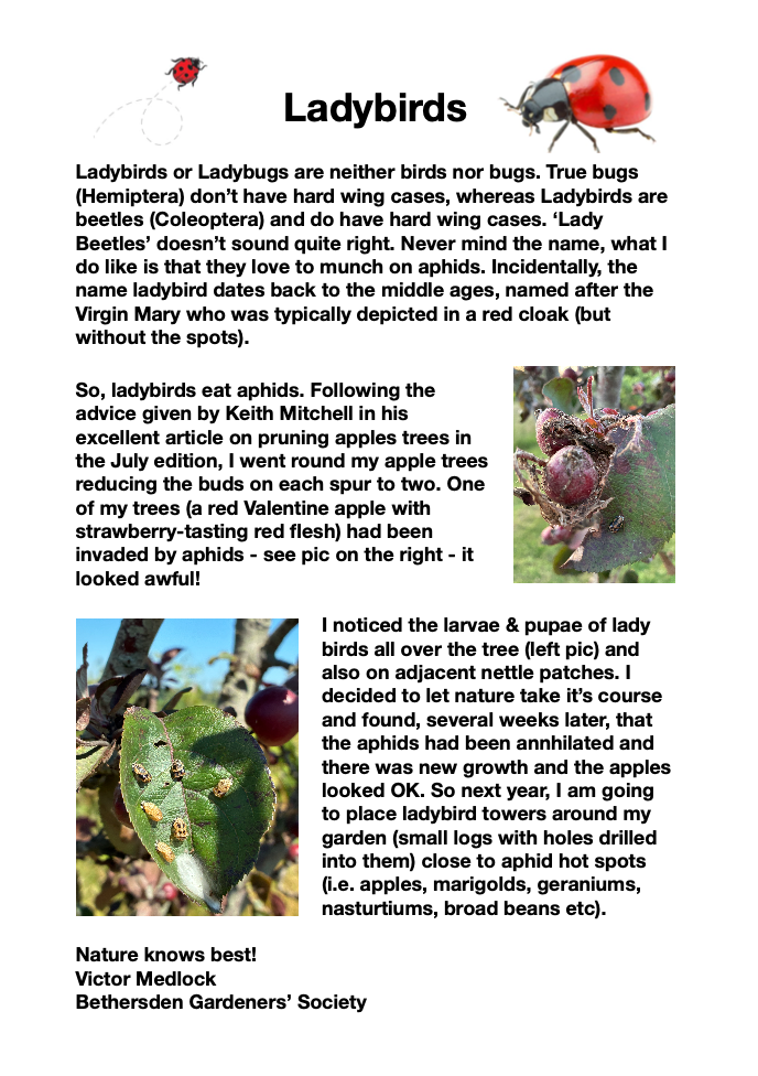 BETHERSDEN GARDENERS' SOCIETY Ladybirds