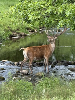 Stag at Fountains Abbey, courtesy of Jenny Gordon