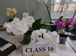 Bucklebury and Marlston Horticultural Society Summer Show Report and Awards 2025
