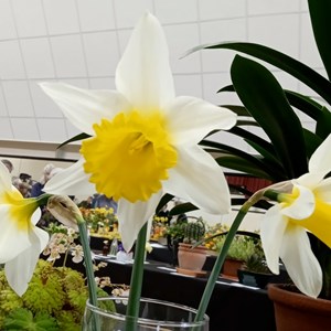 Mannings Heath & District Horticultural Society Photo Gallery