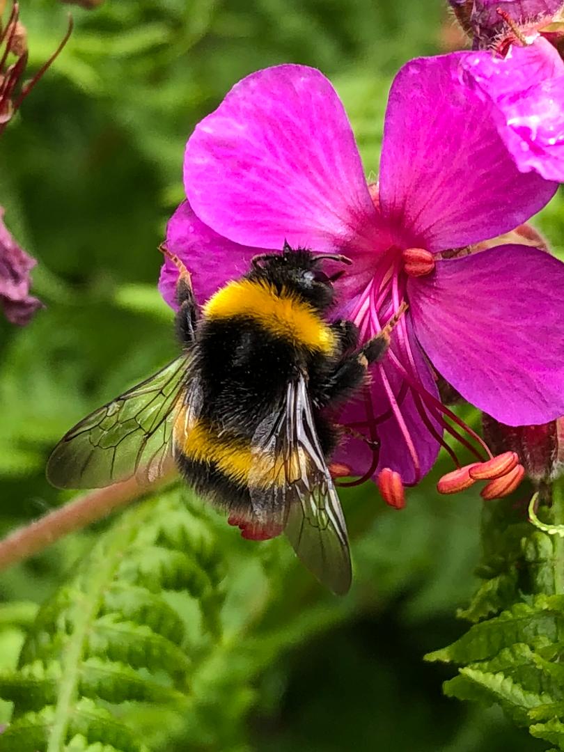 Hanslope Nature