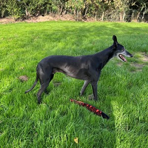 Greyhound Trust Shropshire & Borders Lenny
