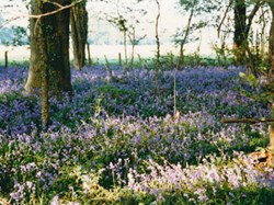 Bramdean & Hinton Ampner Parish Council Home