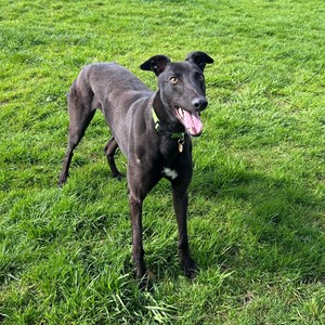Greyhound Trust Shropshire & Borders Bestie