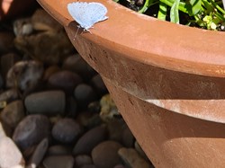 Holly Blue